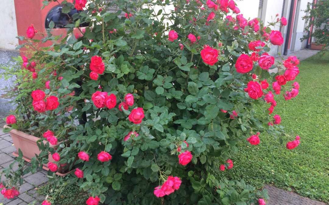 Il Paese Ritrovato: Progetto Il Giardino